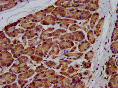 IHC image of CSB-PA890777LA01HU diluted at 1:200 and staining in paraffin-embedded human pancreatic tissue performed on a Leica BondTM system. After dewaxing and hydration, antigen retrieval was mediated by high pressure in a citrate buffer (pH 6.0). Section was blocked with 10% normal goat serum 30min at RT. Then primary antibody (1% BSA) was incubated at 4°C overnight. The primary is detected by a biotinylated secondary antibody and visualized using an HRP conjugated SP system.