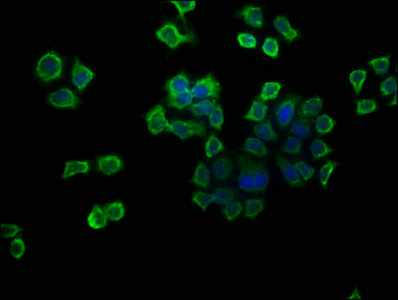 Immunofluorescence staining of PC-3 cells with CSB-PA00135A0Rb at 1:133, counter-stained with DAPI. The cells were fixed in 4% formaldehyde, permeabilized using 0.2% Triton X-100 and blocked in 10% normal Goat Serum. The cells were then incubated with the antibody overnight at 4°C. The secondary antibody was Alexa Fluor 488-congugated AffiniPure Goat Anti-Rabbit IgG(H+L).