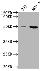 Western Blot Positive WB detected in: 293 whole cell lysate, MCF-7 whole cell lysate All lanes: ATF4 antibody at 1:2000 Secondary Goat polyclonal to rabbit IgG at 1/50000 dilution Predicted band size: 39 kDa Observed band size: 50 kDa