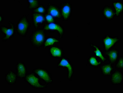 Immunofluorescence(IF) - CCND3 Antibody