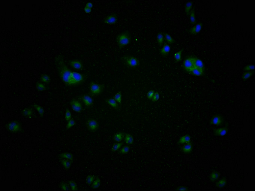 Immunofluorescence staining of A549 cells with CSB-PA004969LA11HU at 1:100, counter-stained with DAPI. The cells were blocked in 10% normal Goat Serum and incubated with the antibody overnight at 4°C. The secondary antibody was Alexa Fluor 488-congugated AffiniPure Goat Anti-Rabbit IgG(H+L). Immunofluorescence staining of A549 cells with CSB-PA004969LA11HU at 1:100, counter-stained with DAPI. The cells were blocked in 10% normal Goat Serum and incubated with the antibody overnight at 4°C. The secondary antibody was Alexa Fluor 488-congugated AffiniPure Goat Anti-Rabbit IgG(H+L).
