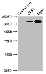 Immunoprecipitating CPS1 in HepG2 whole cell lysate Lane 1: Rabbit control IgG instead of CSB-PA005913LA01HU in HepG2 whole cell lysate. For western blotting, a HRP-conjugated Protein G antibody was used as the secondary antibody (1/2000) Lane 2: CSB-PA005913LA01HU (6microg) + HepG2 whole cell lysate (500microg) Lane 3: HepG2 whole cell lysate (20microg)