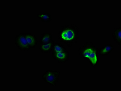 Immunofluorescence(IF) - DCLK1 Antibody
