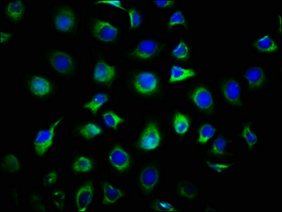 Immunofluorescence staining of A549 cells with CSB-PA006905LA01HU at 1:66, counter-stained with DAPI. The cells were fixed in 4% formaldehyde, permeabilized using 0.2% Triton X-100 and blocked in 10% normal Goat Serum. The cells were then incubated with the antibody overnight at 4°C. The secondary antibody was Alexa Fluor 488-congugated AffiniPure Goat Anti-Rabbit IgG(H+L).
