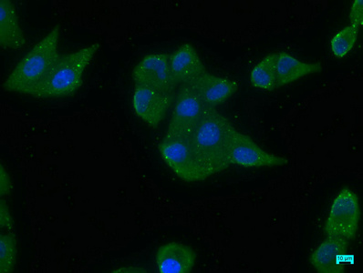 Immunofluorescence staining of Hela cells with CSB-PA007511LA01HU at 1:200, counter-stained with DAPI. The cells were fixed in 4% formaldehyde, permeabilized using 0.2% Triton X-100 and blocked in 10% normal Goat Serum. The cells were then incubated with the antibody overnight at 4°C. The secondary antibody was Alexa Fluor 488-congugated AffiniPure Goat Anti-Rabbit IgG(H+L).
