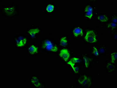 Immunofluorescence(IF) - FLT3LG Antibody