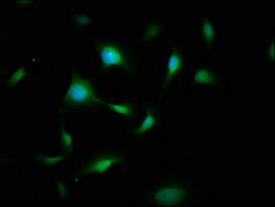 Immunofluorescence(IF) - FYN Antibody