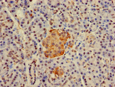 Immunohistochemistry of paraffin-embedded human pancreatic tissue using CSB-PA010094DA01HU at dilution of 1:100