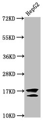 Western Blot Positive WB detected in: HepG2 whole cell lysate (treated with 30mM sodium butyrate for 4h) All lanes: H2AFZ antibody at 1microg/ml Secondary Goat polyclonal to rabbit IgG at 1/50000 dilution Predicted band size: 14 kDa Observed band size: 14 kDa