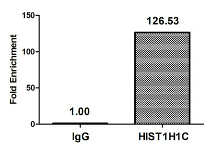 Chromatin Immunoprecipitation(ChIP) - HIST1H1C (Ab-22) Antibody