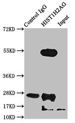 Immunoprecipitating HIST1H2AG in NIH/3T3 whole cell lysate Lane 1: Rabbit control IgG instead of CSB-PA010389OA118nforHU in NIH/3T3 whole cell lysate. For western blotting, a HRP-conjugated Protein G antibody was used as the secondary antibody (1/2000) Lane 2: CSB-PA010389OA118nforHU (5microg) + NIH/3T3 whole cell lysate (500microg) Lane 3: NIH/3T3 whole cell lysate (20microg)