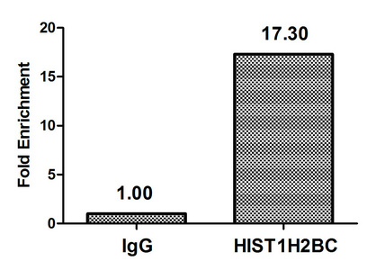 Chromatin Immunoprecipitation Hela (106, treated with 30mM sodium butyrate for 4h) were treated with Micrococcal Nuclease, sonicated, and immunoprecipitated with 5microg anti-HIST1H2BC (CSB-PA010403OA85acHU) or a control normal rabbit IgG. The resulting ChIP DNA was quantified using real-time PCR with primers against the beta-Globin promoter.