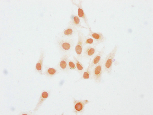 Immunocytochemistry analysis of CSB-PA010403PA23me1HU diluted at 1:15 and staining in Hela cells performed on a Leica BondTM system. The cells were fixed in 4% formaldehyde, permeabilized using 0.2% Triton X-100 and blocked with 10% normal goat serum 30min at RT. Then primary antibody (1% BSA) was incubated at 4°C overnight. The primary is detected by a biotinylated secondary antibody and visualized using an HRP conjugated SP system.