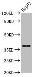 Western Blot Positive WB detected in: HepG2 whole cell lysate All lanes: HNRNPA1 antibody at 3.9microg/ml Secondary Goat polyclonal to rabbit IgG at 1/50000 dilution Predicted band size: 39, 35, 30 kDa Observed band size: 39 kDa