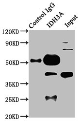 Immunoprecipitating IDH3A in HepG2 whole cell lysate Lane 1: Rabbit control IgG instead of CSB-PA010991LA01HU in HepG2 whole cell lysate. For western blotting, a HRP-conjugated Protein G antibody was used as the secondary antibody (1/2000) Lane 2: CSB-PA010991LA01HU (6microg) + HepG2 whole cell lysate (500microg) Lane 3: HepG2 whole cell lysate (20microg)