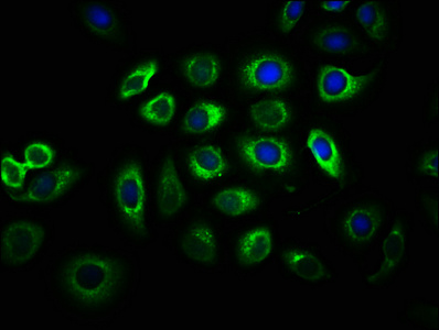Immunofluorescence staining of A549 cells with CSB-PA011093LA01HU at 1:33, counter-stained with DAPI. The cells were fixed in 4% formaldehyde, permeabilized using 0.2% Triton X-100 and blocked in 10% normal Goat Serum. The cells were then incubated with the antibody overnight at 4°C. The secondary antibody was Alexa Fluor 488-congugated AffiniPure Goat Anti-Rabbit IgG(H+L).