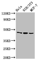 Western Blot Positive WB detected in: Hela whole cell lysate, NIH/3T3 whole cell lysate, MCF-7 whole cell lysate All lanes: MAP2K7 antibody at 2.7microg/ml Secondary Goat polyclonal to rabbit IgG at 1/50000 dilution Predicted band size: 48, 52, 50, 49 kDa Observed band size: 48 kDa