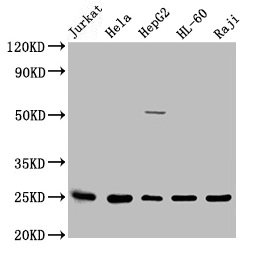 Western Blotting(WB) 3- HMGB1 Antibody
