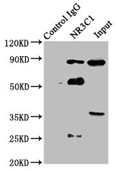 Immunoprecipitating NR3C1 in Hela whole cell lysate Lane 1: Rabbit control IgG instead of CSB-PA016059LA01HU in Hela whole cell lysate. For western blotting, a HRP-conjugated Protein G antibody was used as the secondary antibody (1/5000) Lane 2: CSB-PA016059LA01HU (8microg) + Hela whole cell lysate (500microg) Lane 3: Hela whole cell lysate (20microg)