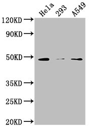 CSB-PA016224HA01HU