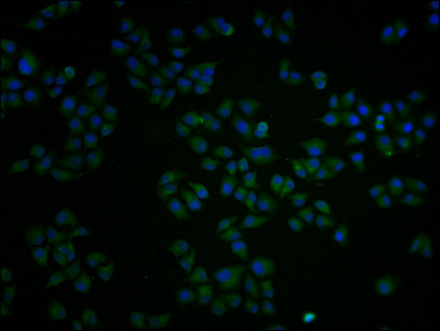 Immunofluorescence staining of Hela cells with CSB-PA017627LA01HU at 1:100, counter-stained with DAPI. The cells were fixed in 4% formaldehyde and blocked in 10% normal Goat Serum. The cells were then incubated with the antibody overnight at 4°C. The secondary antibody was Alexa Fluor 488-congugated AffiniPure Goat Anti-Rabbit IgG(H+L).