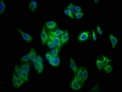 Immunofluorescence staining of HepG2 cells with CSB-PA018668LA01MO at 1:133, counter-stained with DAPI. The cells were fixed in 4% formaldehyde, permeabilized using 0.2% Triton X-100 and blocked in 10% normal Goat Serum. The cells were then incubated with the antibody overnight at 4°C. The secondary antibody was Alexa Fluor 488-congugated AffiniPure Goat Anti-Rabbit IgG(H+L).