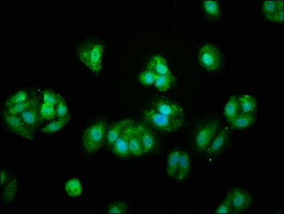 Immunofluorescence staining of HepG2 cells with CSB-PA018754LA01HU at 1:66, counter-stained with DAPI. The cells were fixed in 4% formaldehyde, permeabilized using 0.2% Triton X-100 and blocked in 10% normal Goat Serum. The cells were then incubated with the antibody overnight at 4°C. The secondary antibody was Alexa Fluor 488-congugated AffiniPure Goat Anti-Rabbit IgG(H+L).