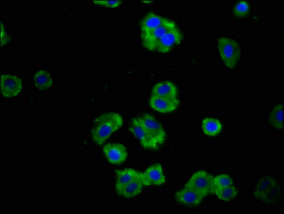 Immunofluorescence(IF) - PTPRF Antibody