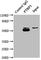 Immunoprecipitating PTBP3 in A549 whole cell lysate Lane 1: Rabbit control IgG instead of CSB-PA020060NA01HU in A549 whole cell lysate. For western blotting, a HRP-conjugated Protein G antibody was used as the secondary antibody (1/50000) Lane 2: CSB-PA020060NA01HU (5microg) + A549 whole cell lysate (0.5mg) Lane 3: A549 whole cell lysate (20microg)