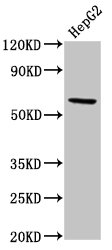 Western Blotting(WB) - RORC Antibody