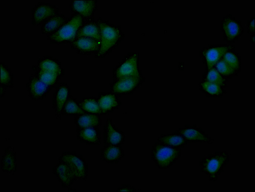 Immunofluorescence staining of Hela cells with CSB-PA021325LA01HU at 1:50, counter-stained with DAPI. The cells were fixed in 4% formaldehyde and blocked in 10% normal Goat Serum. The cells were then incubated with the antibody overnight at 4°C. The secondary antibody was Alexa Fluor 488-congugated AffiniPure Goat Anti-Rabbit IgG(H+L). Immunofluorescence staining of Hela cells with CSB-PA021325LA01HU at 1:50, counter-stained with DAPI. The cells were fixed in 4% formaldehyde and blocked in 10% normal Goat Serum. The cells were then incubated with the antibody overnight at 4°C. The secondary antibody was Alexa Fluor 488-congugated AffiniPure Goat Anti-Rabbit IgG(H+L).