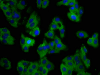 Immunofluorescence staining of HepG2 cells with CSB-PA021380LA01HU at 1:100, counter-stained with DAPI. The cells were fixed in 4% formaldehyde, permeabilized using 0.2% Triton X-100 and blocked in 10% normal Goat Serum. The cells were then incubated with the antibody overnight at 4°C. The secondary antibody was Alexa Fluor 488-congugated AffiniPure Goat Anti-Rabbit IgG(H+L).