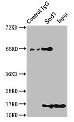 Immunoprecipitating Sod1 in HEK293 whole cell lysate Lane 1: Rabbit control IgG instead of CSB-PA022397LA01MO in HEK293 whole cell lysate. For western blotting, a HRP-conjugated Protein G antibody was used as the secondary antibody (1/2000) Lane 2: CSB-PA022397LA01MO (8microg) + HEK293 whole cell lysate (500microg) Lane 3: HEK293 whole cell lysate (10microg)