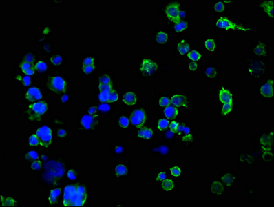 Immunofluorescence(IF) - SUSD5 Antibody
