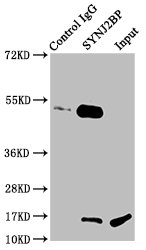 Immunoprecipitating SYNJ2BP in Rat kidney tissue Lane 1: Rabbit control IgG instead of CSB-PA023018LA01HU in Rat kidney tissue. For western blotting, a HRP-conjugated light chain specific antibody was used as the secondary antibody (1/50000) Lane 2: CSB-PA023018LA01HU (6microg) + Rat kidney tissue (500microg) Lane 3: Rat kidney tissue (20microg) Immunoprecipitating SYNJ2BP in Rat kidney tissue Lane 1: Rabbit control IgG instead of CSB-PA023018LA01HU in Rat kidney tissue. For western blotting, a HRP-conjugated light chain specific antibody was used as the secondary antibody (1/50000) Lane 2: CSB-PA023018LA01HU (6microg) + Rat kidney tissue (500microg) Lane 3: Rat kidney tissue (20microg)