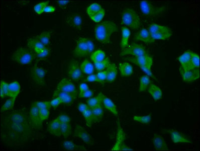 Immunofluorescence staining of MCF-7 cells with CSB-PA023320LA01HU at 1:266, counter-stained with DAPI. The cells were fixed in 4% formaldehyde, permeabilized using 0.2% Triton X-100 and blocked in 10% normal Goat Serum. The cells were then incubated with the antibody overnight at 4°C. The secondary antibody was Alexa Fluor 488-congugated AffiniPure Goat Anti-Rabbit IgG(H+L).