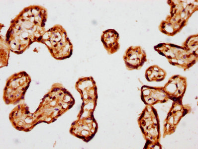 IHC image of CSB-PA023363DSR2HU diluted at 1:441 and staining in paraffin-embedded human placenta tissue performed on a Leica BondTM system. After dewaxing and hydration, antigen retrieval was mediated by high pressure in a citrate buffer (pH 6.0). Section was blocked with 10% normal goat serum 30min at RT. Then primary antibody (1% BSA) was incubated at 4°C overnight. The primary is detected by a biotinylated secondary antibody and visualized using an HRP conjugated SP system.