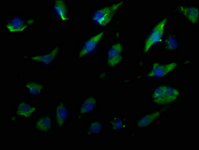 Immunofluorescence staining of U251 cells with CSB-PA023573OA01HU at 1:50, counter-stained with DAPI. The cells were fixed in 4% formaldehyde, permeabilized using 0.2% Triton X-100 and blocked in 10% normal Goat Serum. The cells were then incubated with the antibody overnight at 4°C. The secondary antibody was Alexa Fluor 488-congugated AffiniPure Goat Anti-Rabbit IgG(H+L). Immunofluorescence staining of U251 cells with CSB-PA023573OA01HU at 1:50, counter-stained with DAPI. The cells were fixed in 4% formaldehyde, permeabilized using 0.2% Triton X-100 and blocked in 10% normal Goat Serum. The cells were then incubated with the antibody overnight at 4°C. The secondary antibody was Alexa Fluor 488-congugated AffiniPure Goat Anti-Rabbit IgG(H+L).