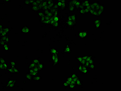 Immunofluorescence staining of Hela cells with CSB-PA02519A0Rb at 1:100, counter-stained with DAPI. The cells were fixed in 4% formaldehyde and blocked in 10% normal Goat Serum. The cells were then incubated with the antibody overnight at 4°C. The secondary antibody was Alexa Fluor 488-congugated AffiniPure Goat Anti-Rabbit IgG(H+L).