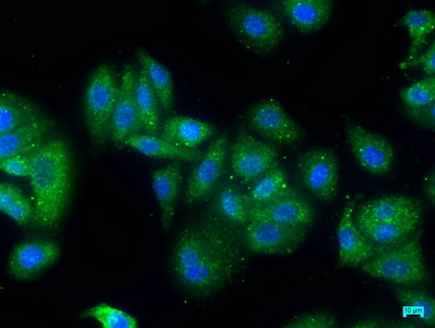 Immunofluorescence staining of HepG2 cells with CSB-PA026477LA01HU at 1:50, counter-stained with DAPI. The cells were fixed in 4% formaldehyde, permeabilized using 0.2% Triton X-100 and blocked in 10% normal Goat Serum. The cells were then incubated with the antibody overnight at 4°C. The secondary antibody was Alexa Fluor 488-congugated AffiniPure Goat Anti-Rabbit IgG(H+L).