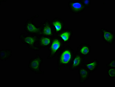 Immunofluorescence staining of A549 cells with CSB-PA03025A0Rb at 1:166, counter-stained with DAPI. The cells were fixed in 4% formaldehyde, permeabilized using 0.2% Triton X-100 and blocked in 10% normal Goat Serum. The cells were then incubated with the antibody overnight at 4°C. The secondary antibody was Alexa Fluor 488-congugated AffiniPure Goat Anti-Rabbit IgG(H+L).