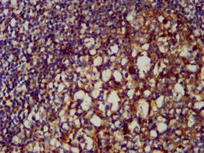 IHC image of CSB-PA06029A0Rb diluted at 1:200 and staining in paraffin-embedded human tonsil tissue performed on a Leica BondTM system. After dewaxing and hydration, antigen retrieval was mediated by high pressure in a citrate buffer (pH 6.0). Section was blocked with 10% normal goat serum 30min at RT. Then primary antibody (1% BSA) was incubated at 4°C overnight. The primary is detected by a biotinylated secondary antibody and visualized using an HRP conjugated SP system.