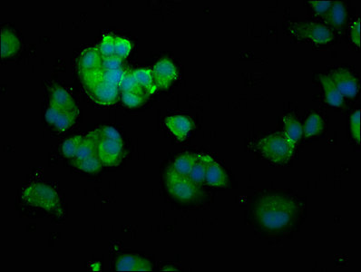 Immunofluorescence(IF) - SNCA Antibody