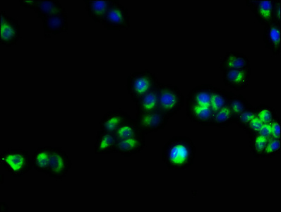 Immunofluorescence(IF) - CD3E Antibody