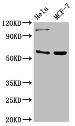 Western Blotting(WB) - RUNX2 Antibody