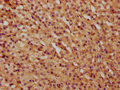 IHC image of CSB-PA23419A0Rb diluted at 1:500 and staining in paraffin-embedded human adrenal gland tissue performed on a Leica BondTM system. After dewaxing and hydration, antigen retrieval was mediated by high pressure in a citrate buffer (pH 6.0). Section was blocked with 10% normal goat serum 30min at RT. Then primary antibody (1% BSA) was incubated at 4°C overnight. The primary is detected by a biotinylated secondary antibody and visualized using an HRP conjugated SP system.