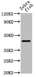 Western Blotting(WB) - ndr1 Antibody