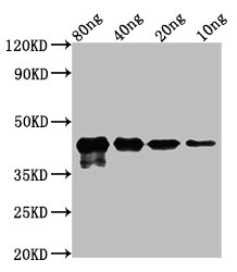 Western Blotting(WB) - MPN_083 Antibody