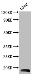 Western Blotting(WB) - BHRF1 Antibody