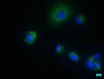 Immunofluorescence staining of MCF-7 cells with CSB-PA457545LA01HU at 1:50, counter-stained with DAPI. The cells were fixed in 4% formaldehyde, permeabilized using 0.2% Triton X-100 and blocked in 10% normal Goat Serum. The cells were then incubated with the antibody overnight at 4°C. The secondary antibody was Alexa Fluor 488-congugated AffiniPure Goat Anti-Rabbit IgG(H+L).